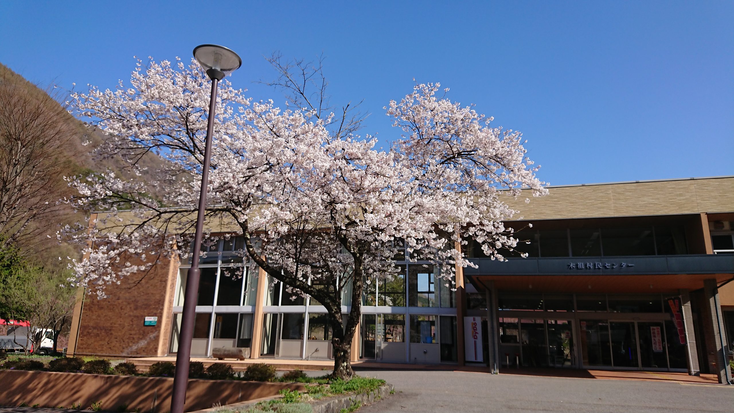 桜満開! | やぶはら高原スキー場