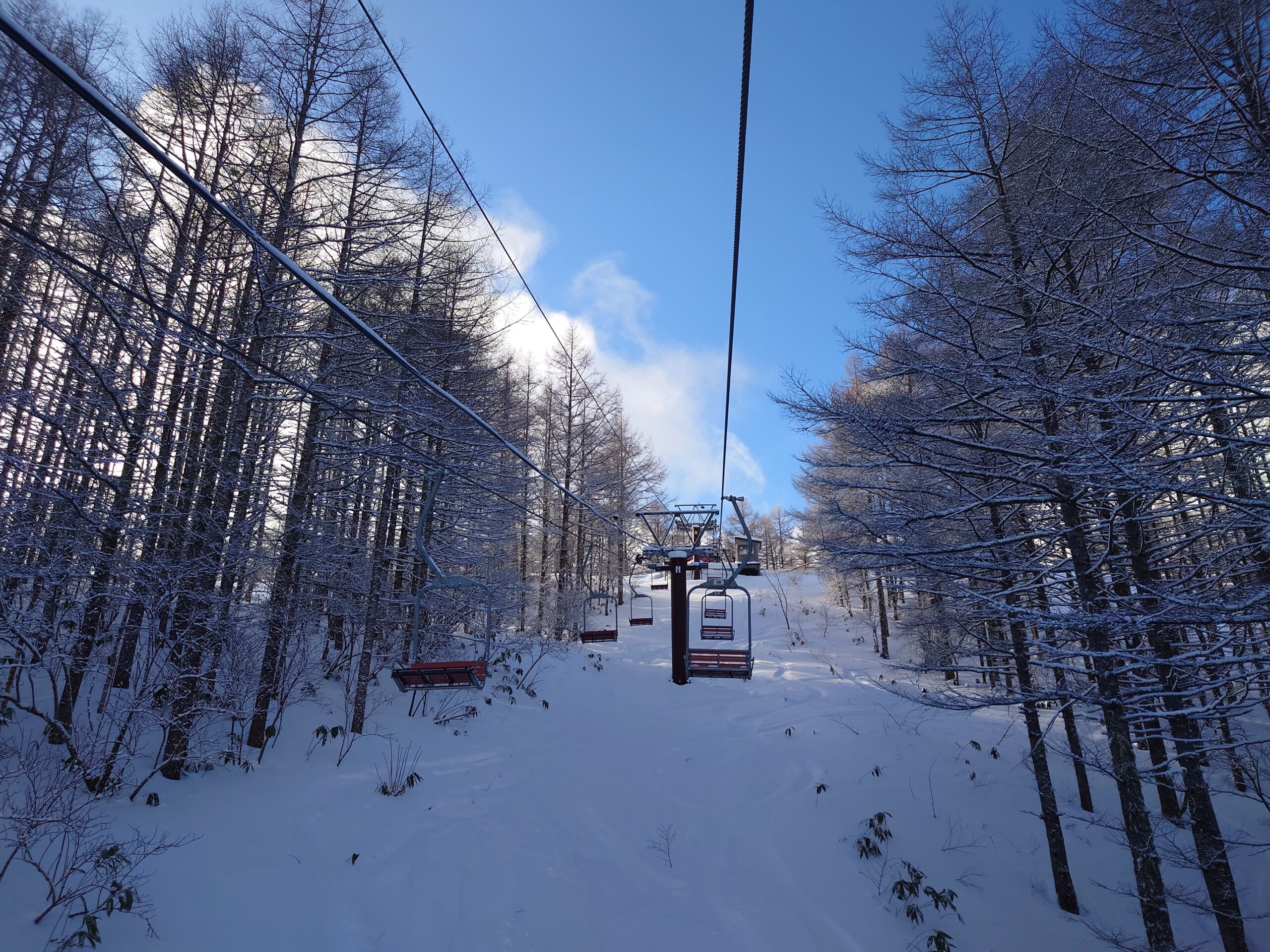 ヤブツバキ 山採り 繊細な樹形と優しい枝葉 山採り ヤブツバキ 688